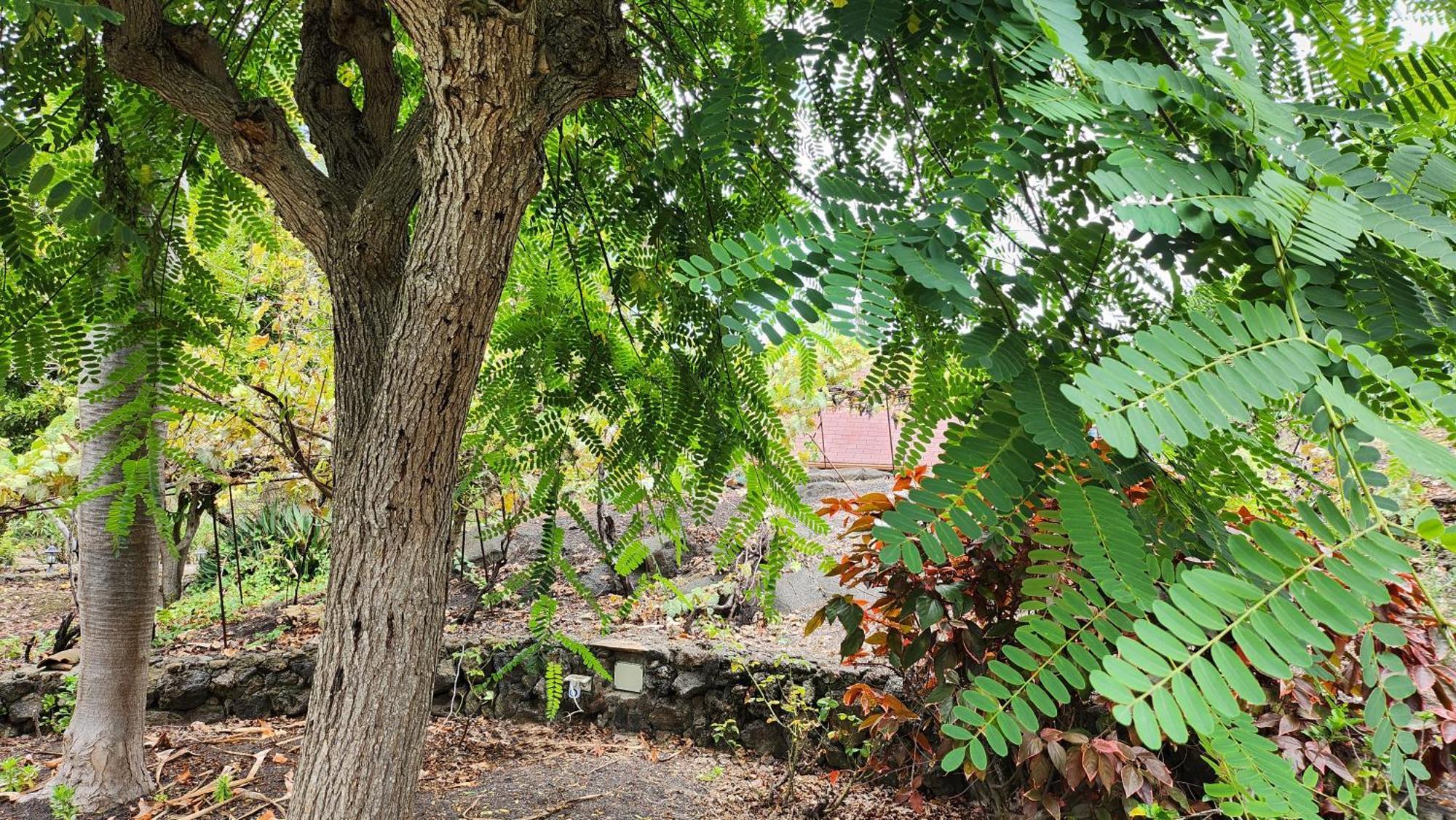 Lodge Oasis Hill Botanical Garden Icod De Los Vinos